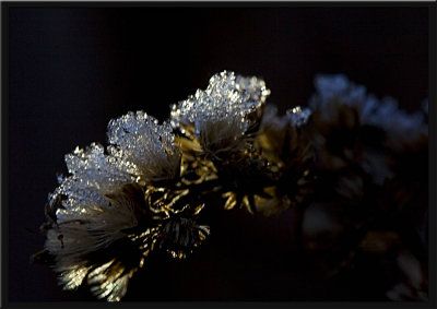 SEEDHEADS