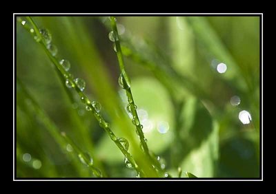 Raindrops and Sunlight on grass.......