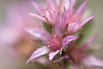 sedum in pink