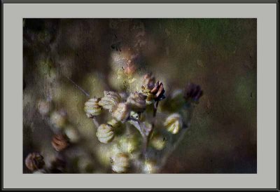 seed heads