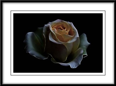 glamorous rose....