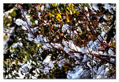 red branches...