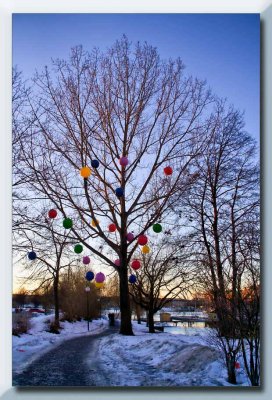 the balloon tree...