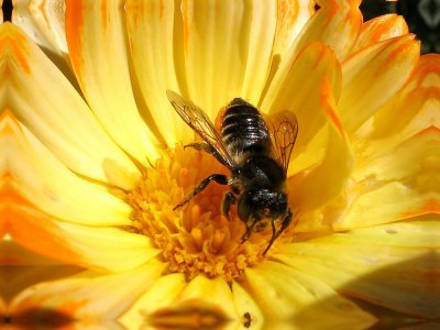 middle-of-marigold