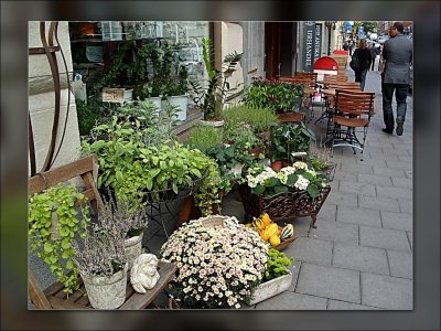 1 LO-LODI-FLOWER-SHOP.jpg