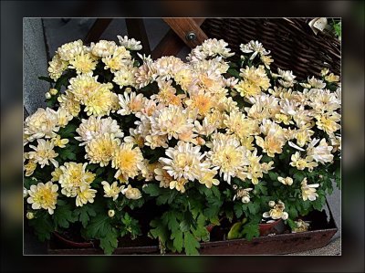 9-chrysanths.jpg