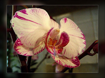 34-orchid-with-pink.jpg