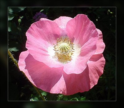 pink poppy