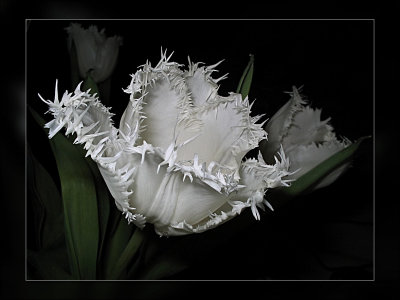 tulip frilly white