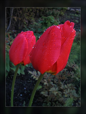 tulip raindrops