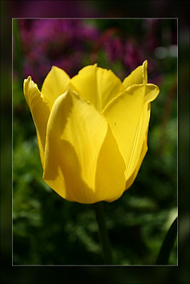 tulip sunlit