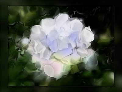 Daves white rose