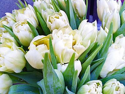 89 cream tulips.jpg