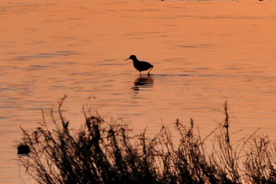 lone bird