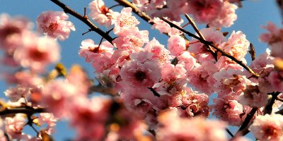 Blossom
