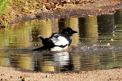 magpie