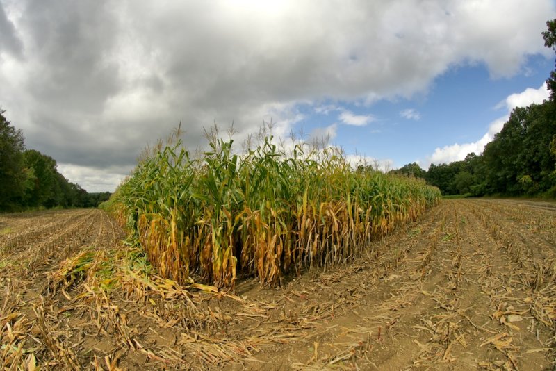 Harvesting corn