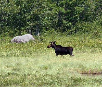 Golden road bull moose Maine