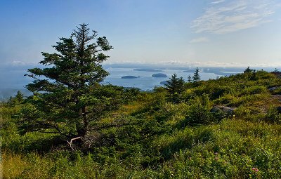 Arcadia Park looking down at Bar Harbor