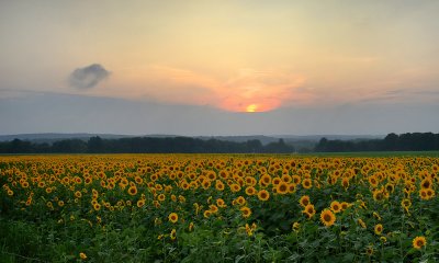 The end of the day at the sunflower farm.