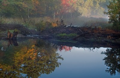 Early light on beaver pond