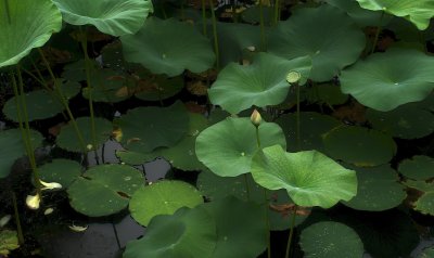 The Lotus flower pond