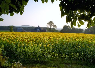 Buttonwoods sunflower farm