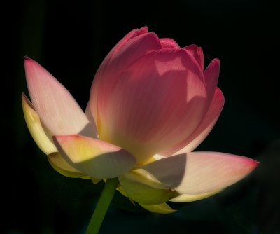 The beautiful Lotus flower backlit by the early morning sun.