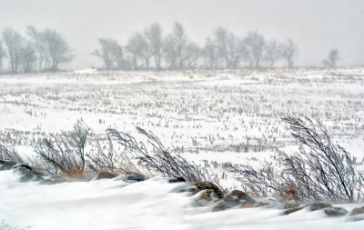 Windswept corn field in mid-winter.