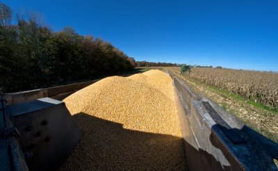 Harvesting the grain corn
