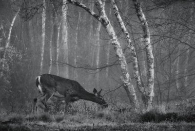 First light