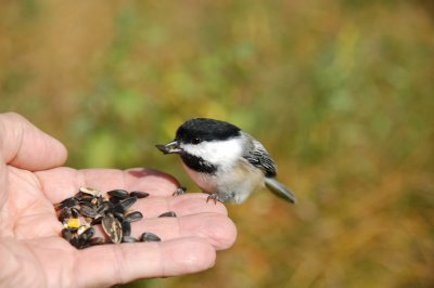 Portable Feeder