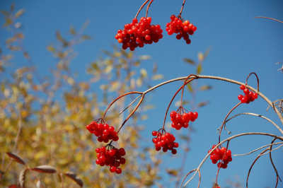  Autumn Cranberries