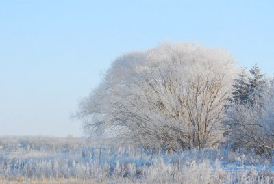  Hoar Frost Morn