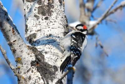 D.Woodpecker