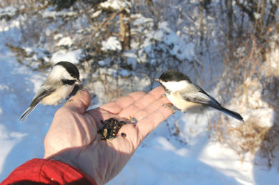 Two at Feeder