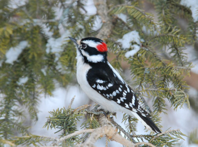  H.Woodpecker
