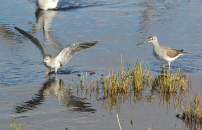  Yellowlegs