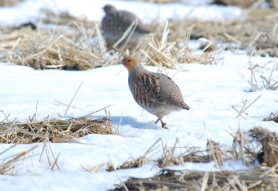 Gray Partridge