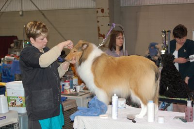 Smooth Collie (Dog Show)