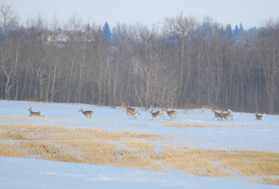 A Few White-tails