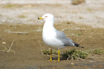 Ring-billed Gull