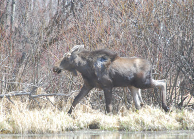 Yearling Bull