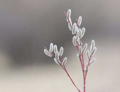 Pussy Willow