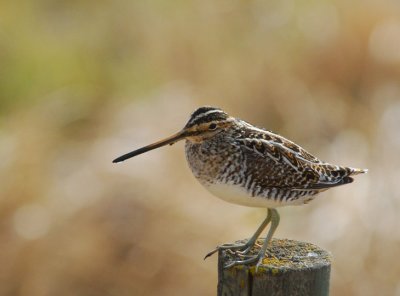 Common Snipe