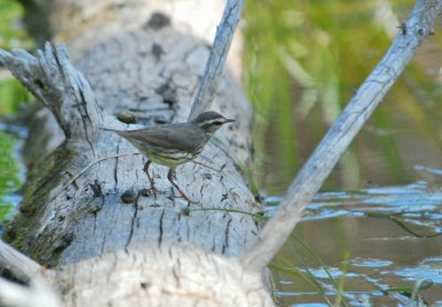 Northern Waterthrush