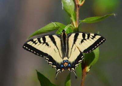 Western Tiger Swallowtail