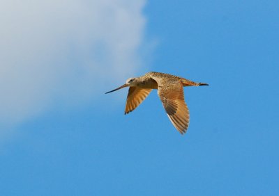 Marbled Godwit