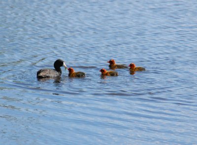 Coot Family