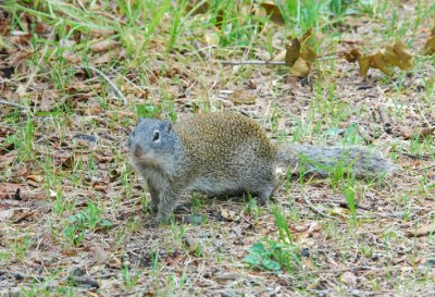 Franklin's Ground Squirrel